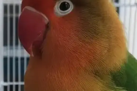 Animaux trouvés Béziers, photo: Oiseau sociable trouvé à Béziers