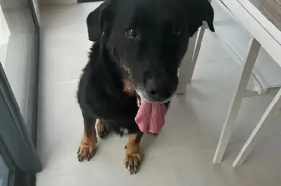 Chien trouvé à Cheillé, sociable et affamé - photo