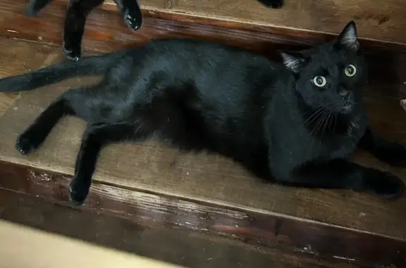 Chat perdu, Hayange, photo: Chat noir perdu, blessure oreille gauche
