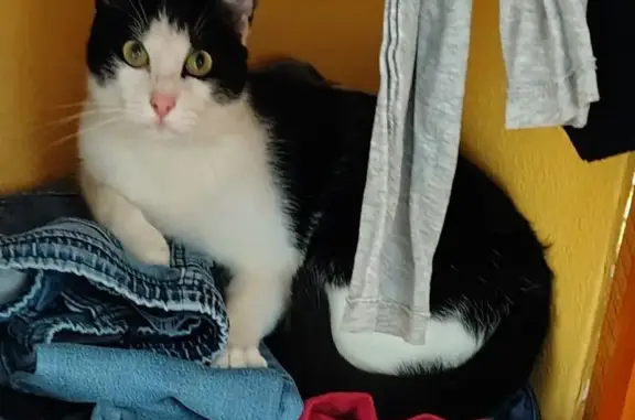 Chat trouvé Faches-Thumesnil, photo: Chat noir et blanc perdu à Faches-Thumesnil