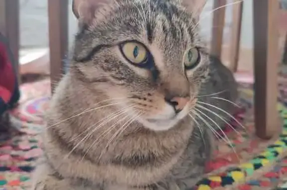 Chat perdu à Aixe-sur-Vienne : Symba - photo