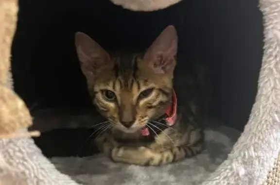Chatte perdue à Dardilly, aide recherchée - photo