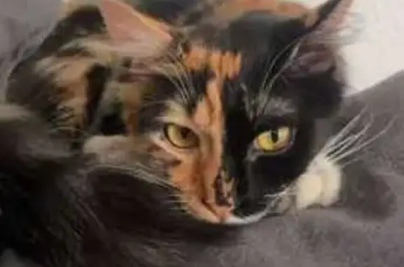 Chat perdu, Roanne, photo: Chatte perdue, mi-long, collier or, Roanne