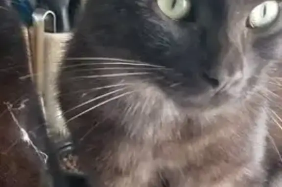 Chat perdue Tao, noir clair zébré blanc - photo