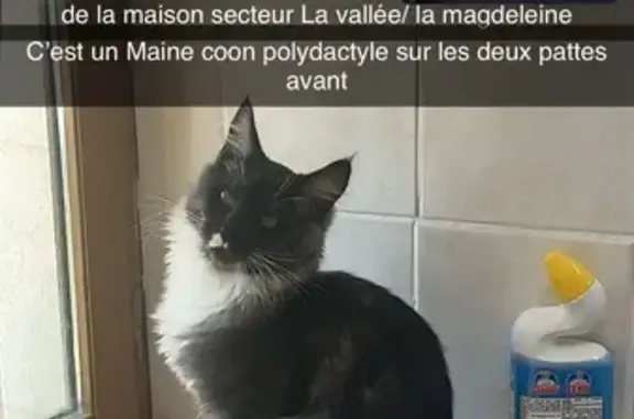 Chat perdu, , photo: Chat gris-blanc perdu, La Magdeleine