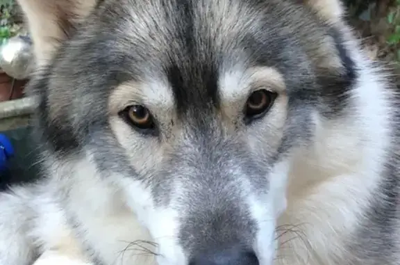 Husky gris perdu, harnais rouge, Aix-en-Provence - photo