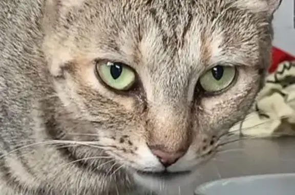 Chatte tigrée perdue à Clayes, Bretagne - photo