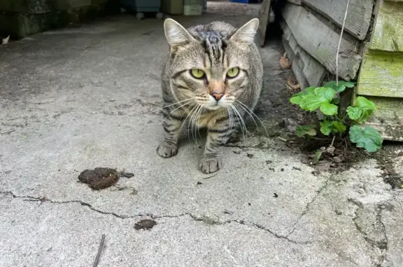 Chat perdu, Faremoutiers, photo: Chat tigré perdu à Faremoutiers