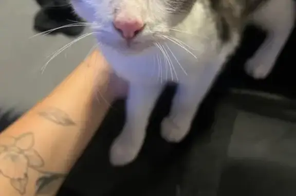 Found pets Dayton, photo: Found Cat: White & Grey in Dayton