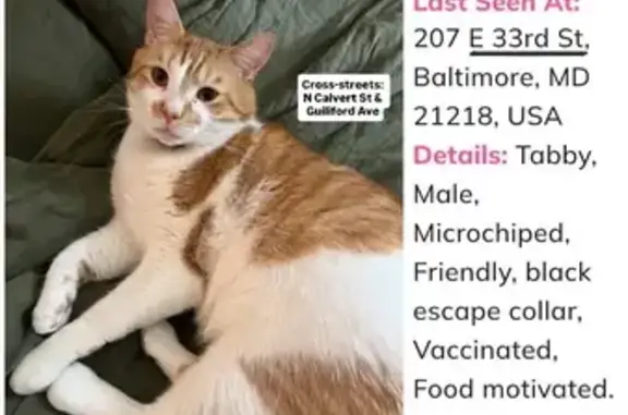 Lost Tabby: Friendly, Food-Motivated, Scared
