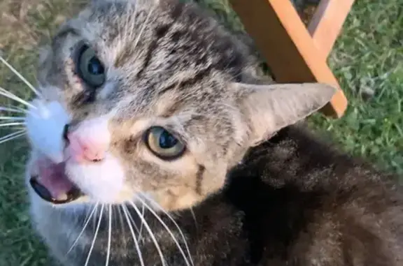 Chat tigre câlin trouvé à Sommecaise - photo