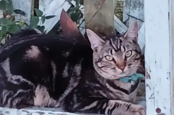 Animaux trouvés , photo: Chatte trouvée avec collier bleu à Arnaud-Guilhem