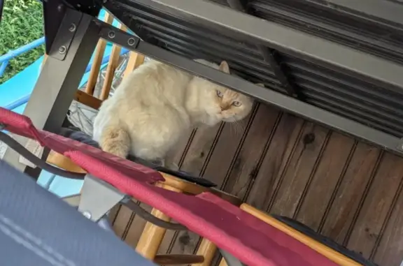 Animaux trouvés , photo: Chat crème câlin trouvé, yeux bleus, Chaveyriat