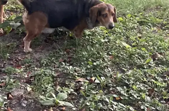Lost and found pets Ohio City, photo: Friendly Beagle Mix Found in Groveport!
