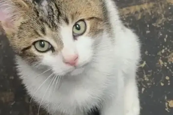 Lost Kitten: 4-Month-Old in Brooklyn