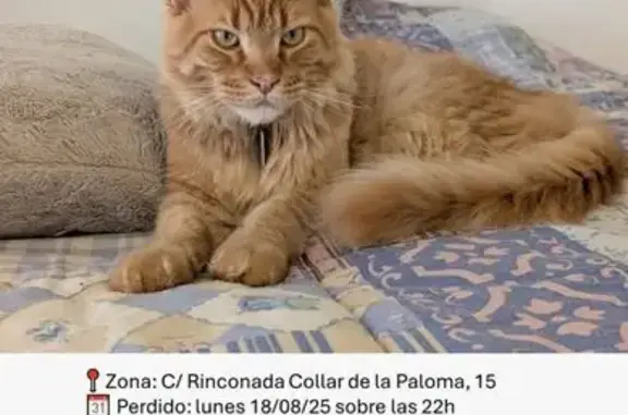 Gato Maine Coon Perdido en Xàtiva: ¡Ayuda!