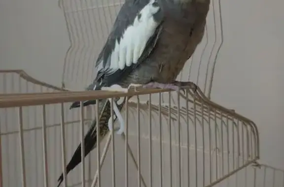 Lost Grey Cockatiel on 13th Ave
