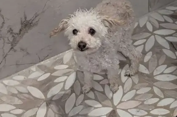 Lost and found pets Glendale, photo: Lost White Dog with Pinned Knees - Glendale