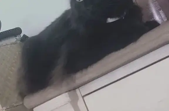 Lost Cat: Black, Brown & White, Orlando