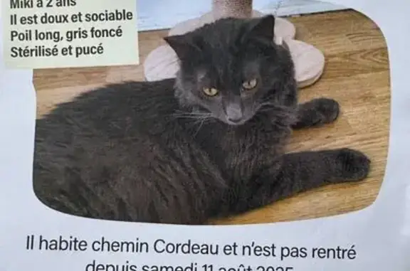 Animaux perdus Toulouse, photo: Chat perdu : Miky, gris, besoin traitement