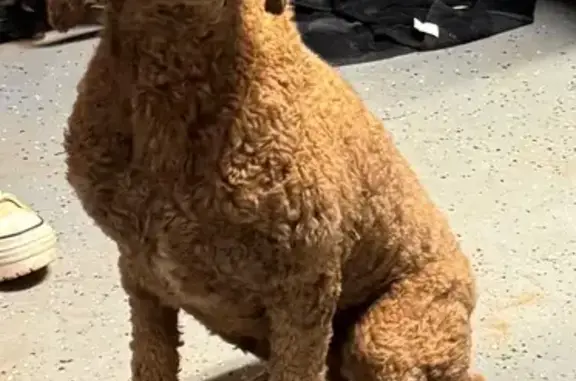 Lost Red Poodle on Fork Rd, Gainesville