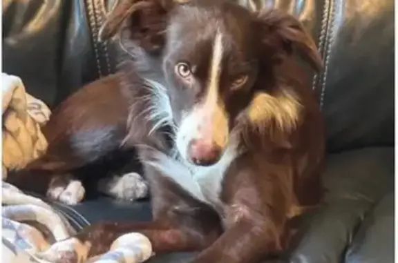 Lost Dog: Shy but Safe in Thomasville, GA