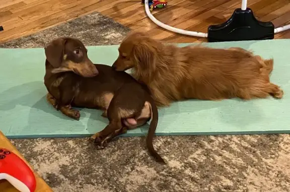 Lost Dachshund: Green-Eyed Beauty in KC