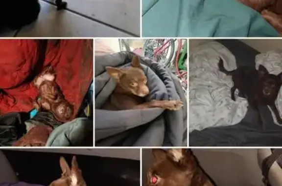 Lost: Skittish Brown Chihuahua in Bakersfield