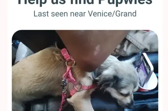 Lost and found pets Los Angeles, photo: Lost Dog: Tiny Black/Brown Mix in LA