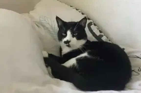Chat noir et blanc perdu à Brive-la-Gaillarde - photo