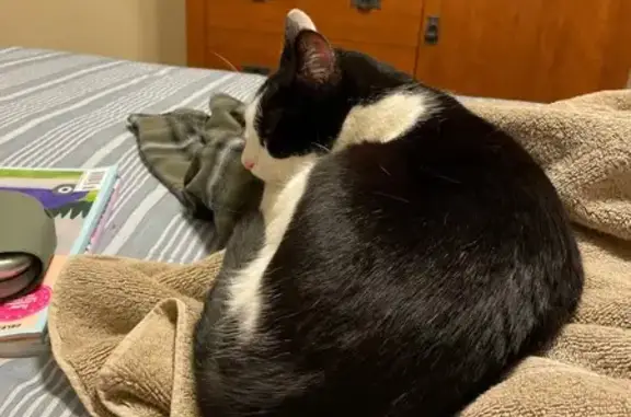 Lost: Loving Black & White Cat in Gainesville