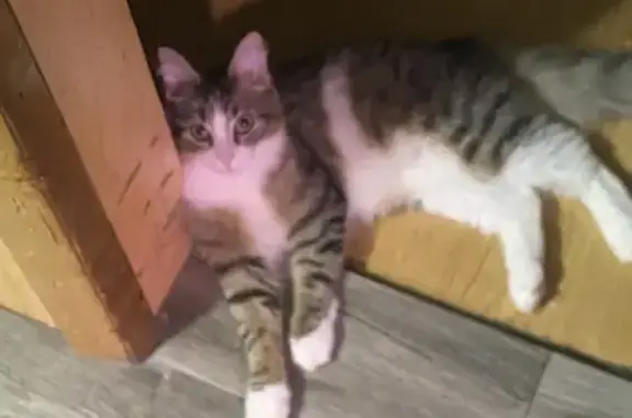 Lost Cat: Odd Meow, Fluffy Tail, Lawrence