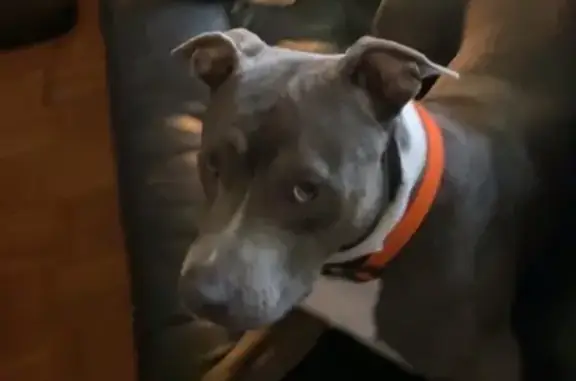Missing dog , photo: Lost Pitbull: Gray/White, Last Seen 6801