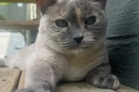 Lost: Sweet 14-Year-Old Cat Stella