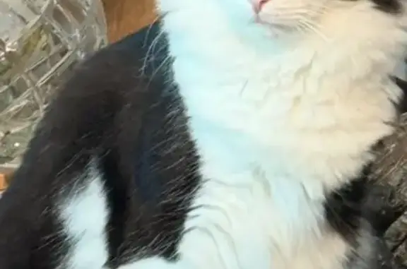 Lost pets , photo: Lost Skittish Cat in Millbridge, NC