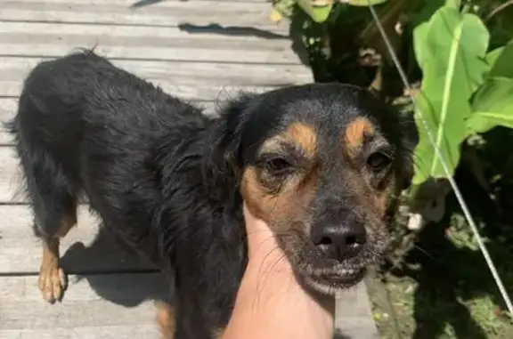 Chien trouvé avec collier vert à Remire-Montjoly - photo
