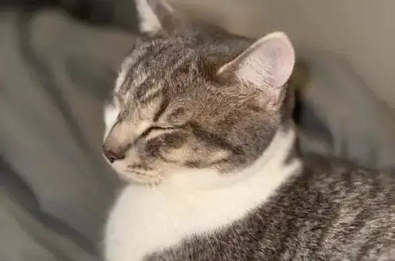 Chat gris et blanc perdu à Vernon - photo