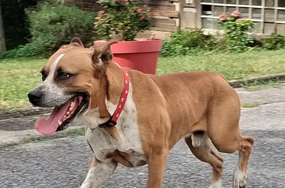 Chien errant capturé, pucé mais infos obsolètes - photo