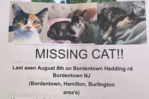 Lost Cat: Unique Tri-Color in Bordentown