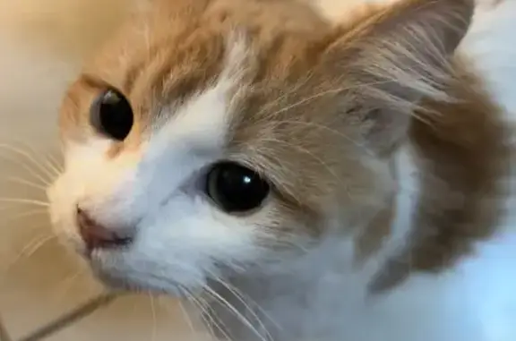 Gatito Blanco Perdido en Camel...