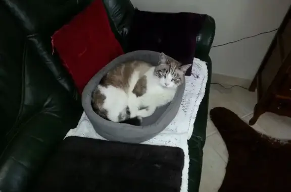 Animaux perdus Melle, photo: Chat tricolore perdu secteur ALDI Melle