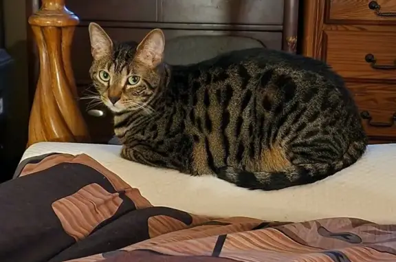 Lost Bengal Cat: Gold/Brown, Chipped