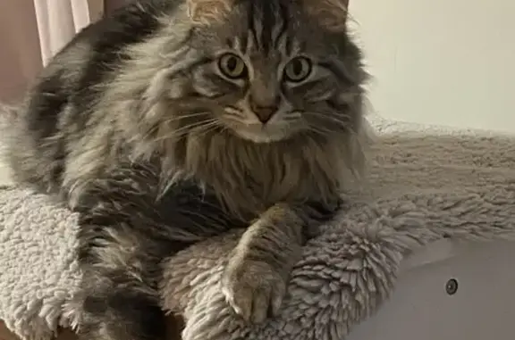 Chat sibérien 3 ans perdu à Gleizé - photo