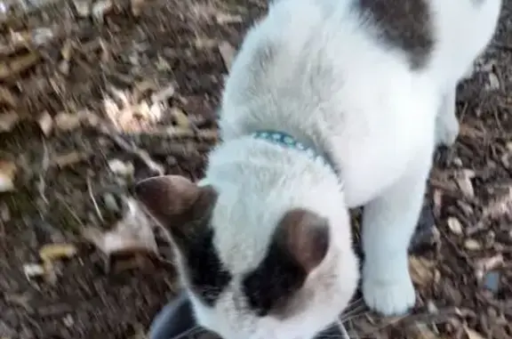 Animaux trouvés Nouvelle-Aquitaine, photo: Chatte trouvée collier bleu à Saint-Nazaire