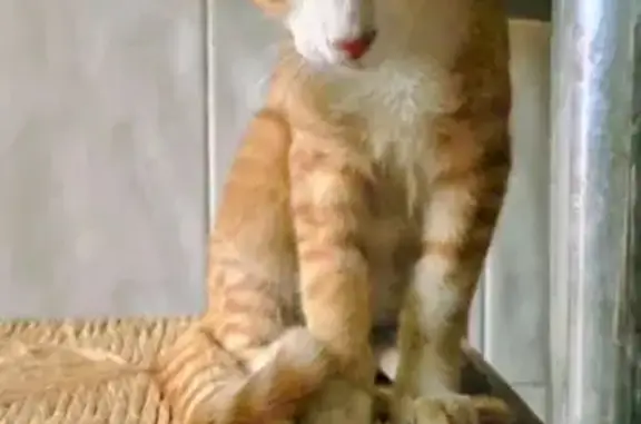 Gato encontrado Murcia, foto: Gato Naranja y Blanco, Joven y Cariñoso