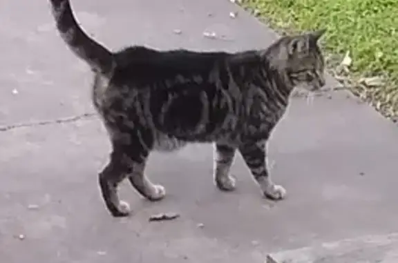 Lost pets San Antonio, photo: Lost Cat: Spotted Near Rigsby Clinic
