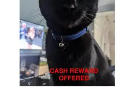 Lost Black Cat 'Cola' in Cliftonville