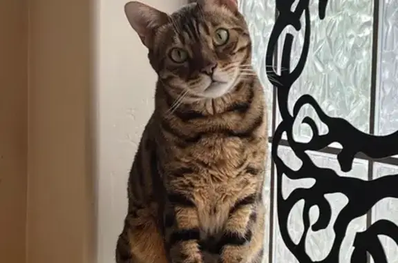 Lost Bengal Cat with Green Eyes in Prescott