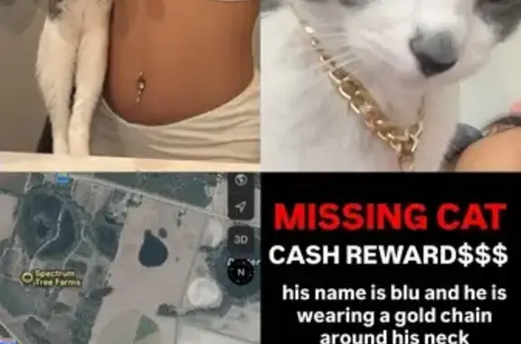 Lost Cat in Live Oak: Grey & White, Gold Chain