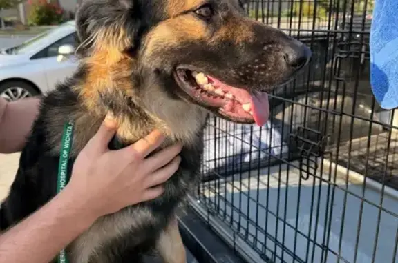 Found dog Wichita, photo: Found Friendly Dog on W. Central Ave, Wichita